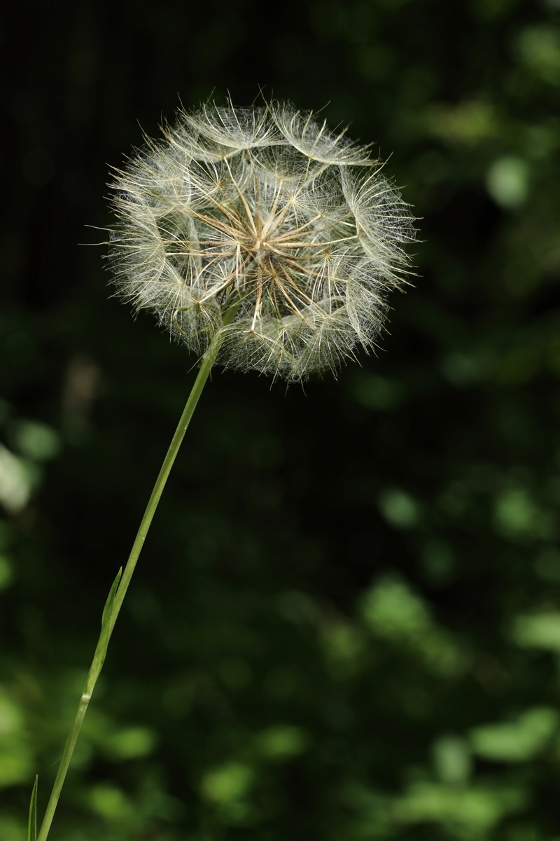 Изображение особи Tragopogon pratensis.