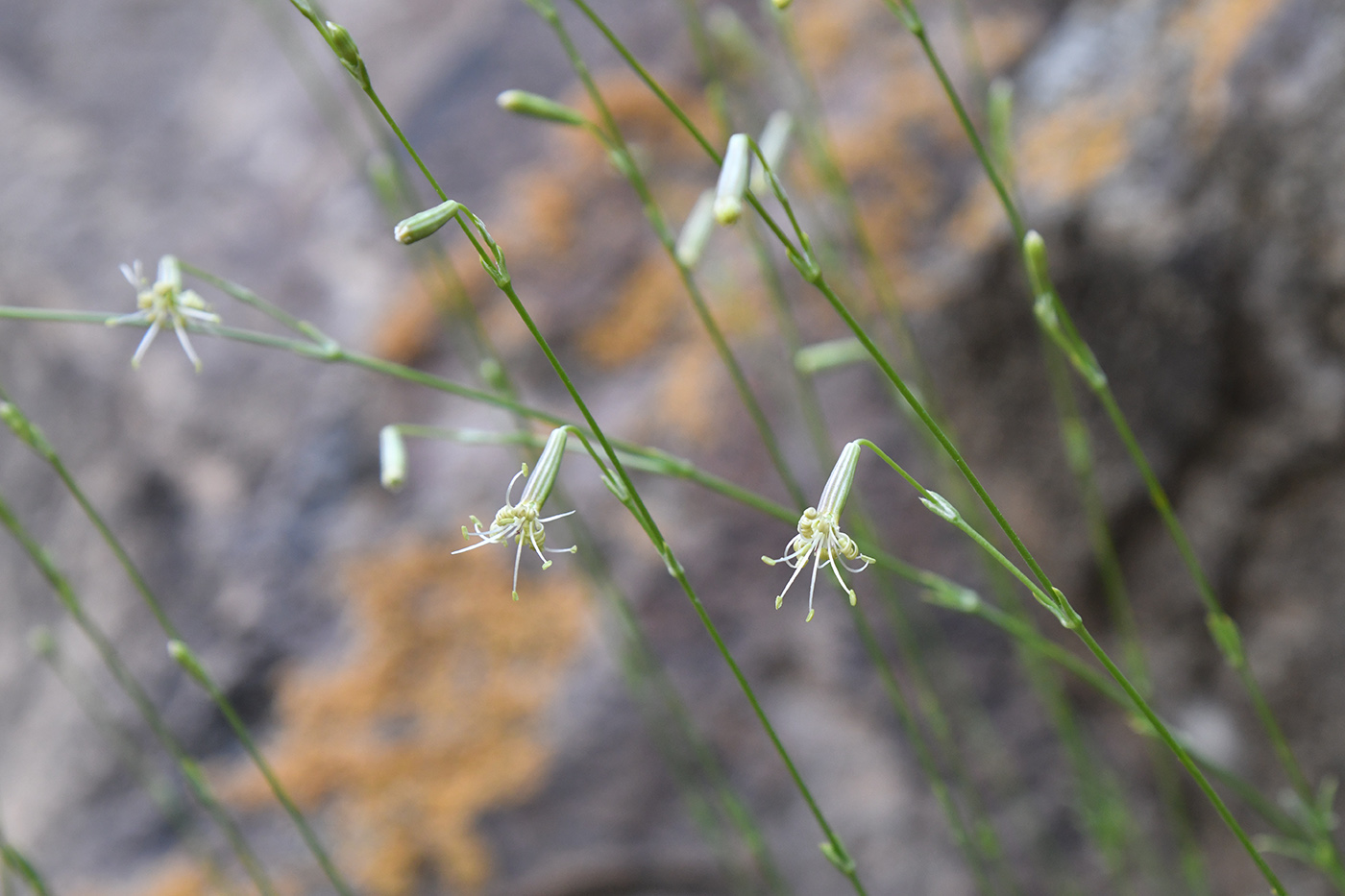 Image of Silene lithophila specimen.
