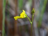 Utricularia intermedia. Верхушка побега с цветком и бутоном. Мурманская обл., Кандалакшский р-н, Княжегубское вдхр., оз. Нотозеро, Листяные о-ва, небольшой заболоченный островок. 08.07.2023.