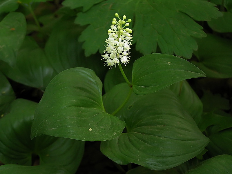 Изображение особи Maianthemum dilatatum.