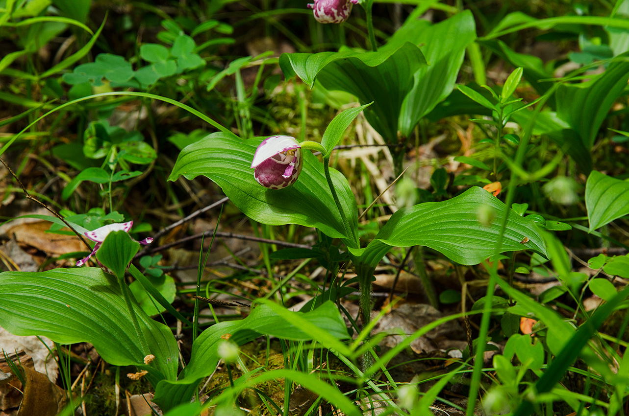 Image of Cypripedium guttatum specimen.