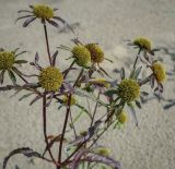 Bidens radiata