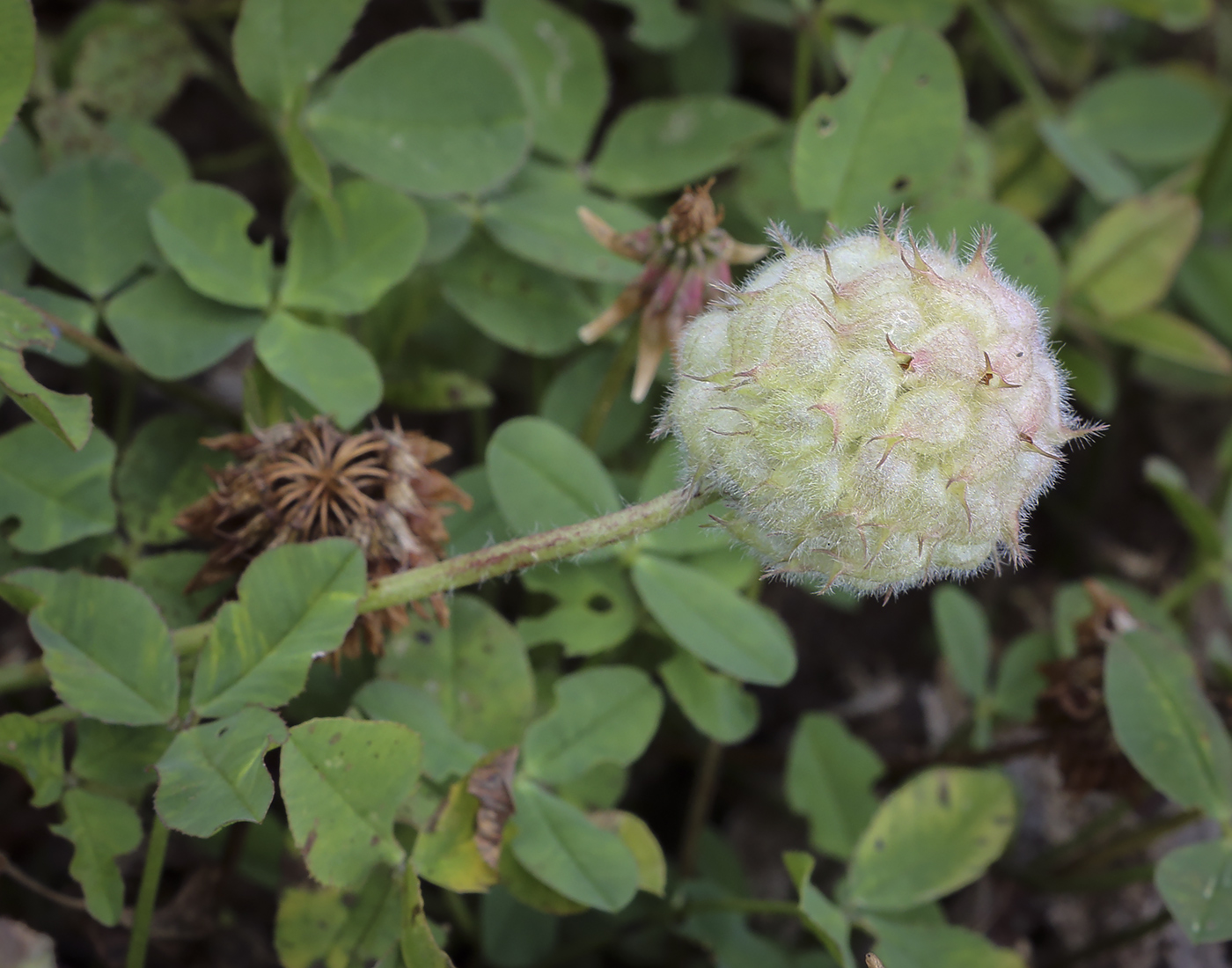 Image of Trifolium fragiferum specimen.