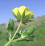 Potentilla obscura