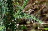 genus Carduus