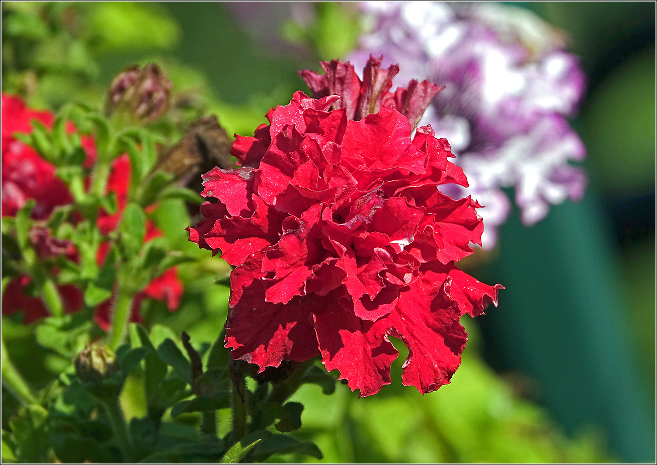 Image of Petunia &times; hybrida specimen.