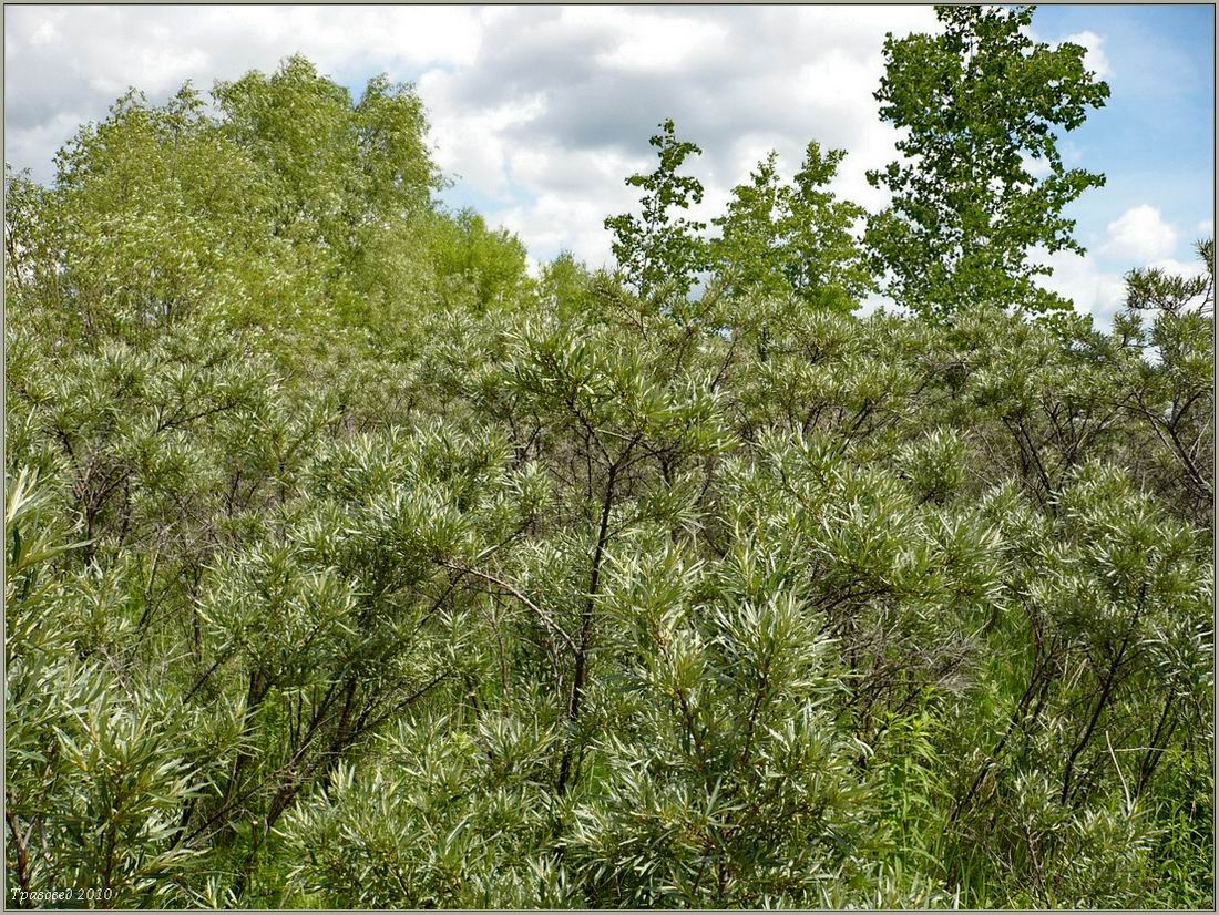 Image of Hippophae rhamnoides specimen.