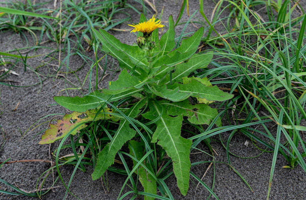 Изображение особи Sonchus arvensis.