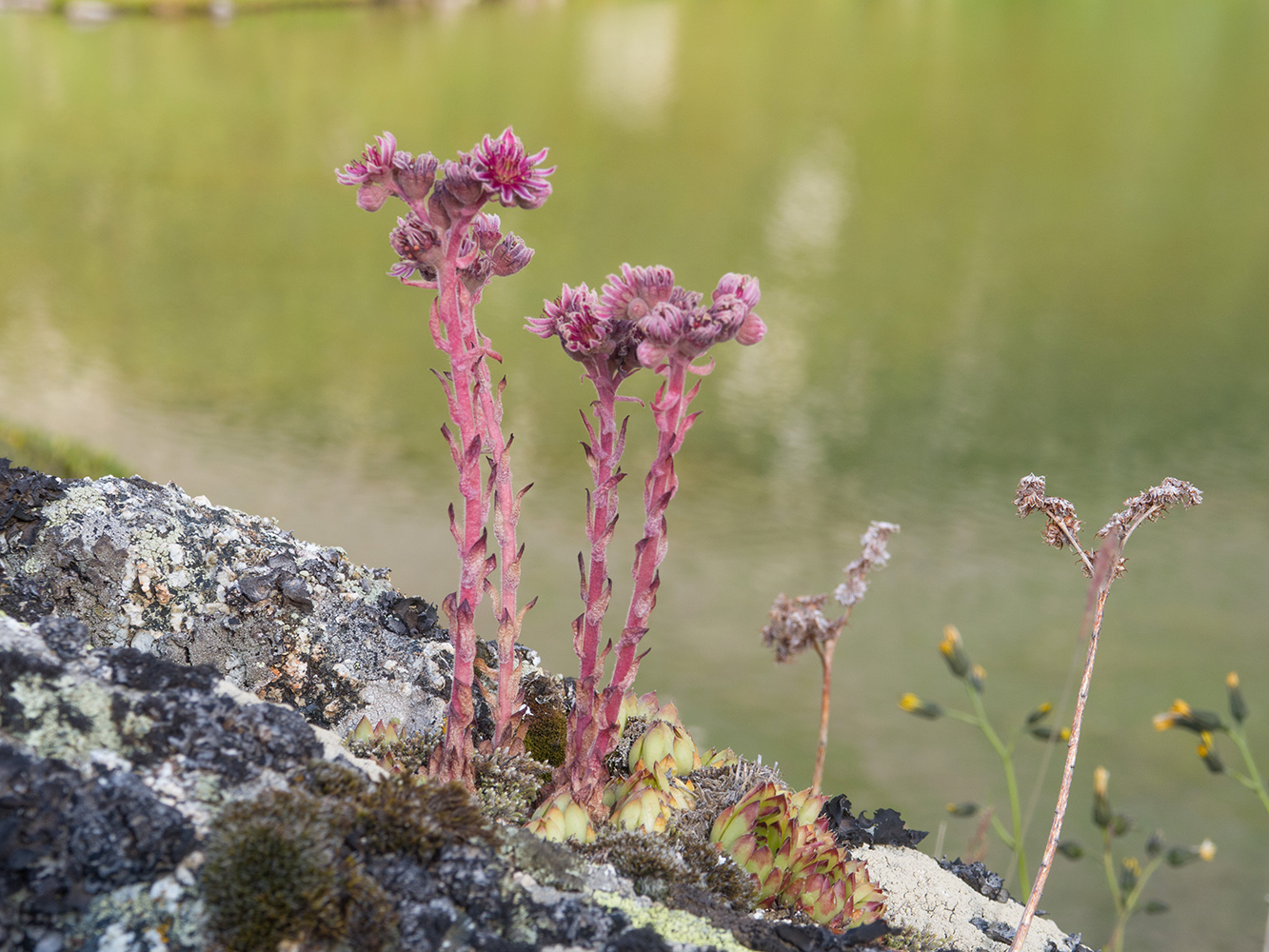 Image of Sempervivum caucasicum specimen.