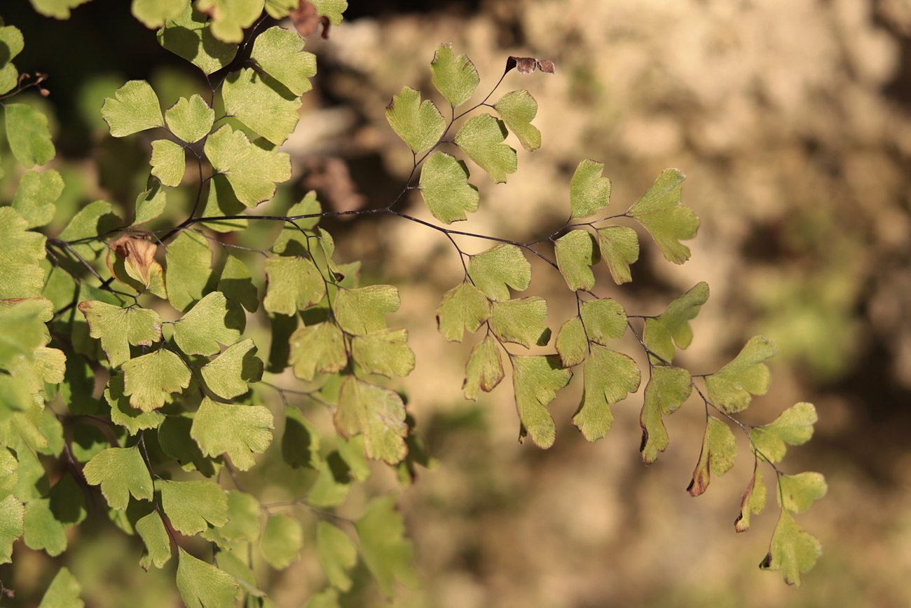 Image of Adiantum capillus-veneris specimen.