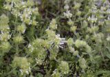 Sideritis hirsuta. Соцветия. Испания, Каталония, пров. Барселона, комарка Бергеда, муниципалитет Сальдес, подножие горы Педрафорка, окр. смотр. площадки \"Гресолет\", 1557 м н.у.м., каменистый склон восточной экспозиции. 11.06.2023.