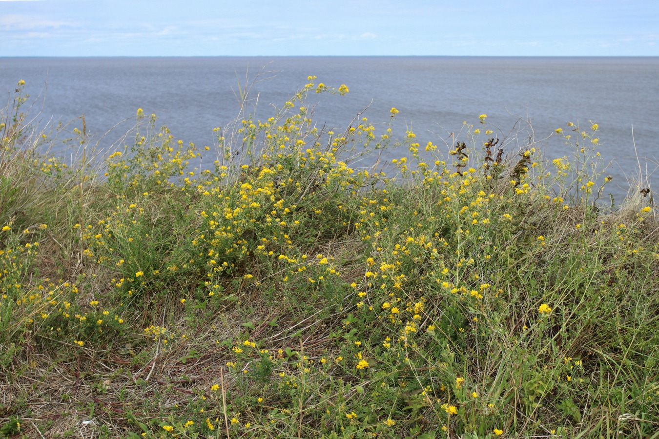 Изображение особи Medicago falcata.