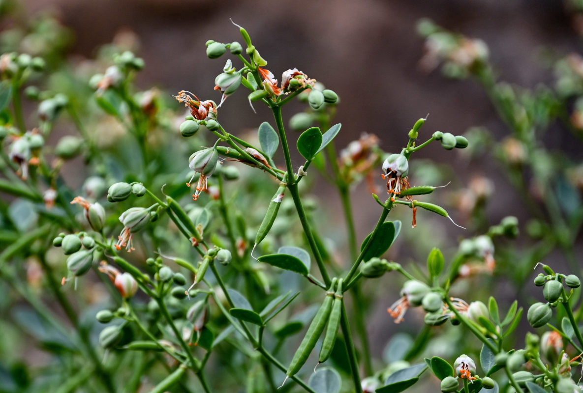 Image of Zygophyllum fabago specimen.