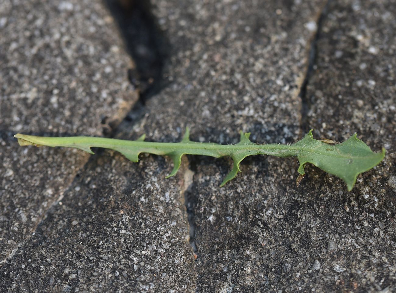 Image of Leontodon hispidus ssp. hastilis specimen.