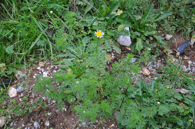 Изображение особи Anthemis altissima.