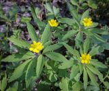 Anemone ranunculoides