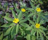 Anemone ranunculoides