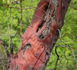 Arbutus andrachne. Часть ствола с основаниями ветвей. Абхазия, Гудаутский р-н, Мюссерский лесной массив, широколиственный лес. 12.04.2024.