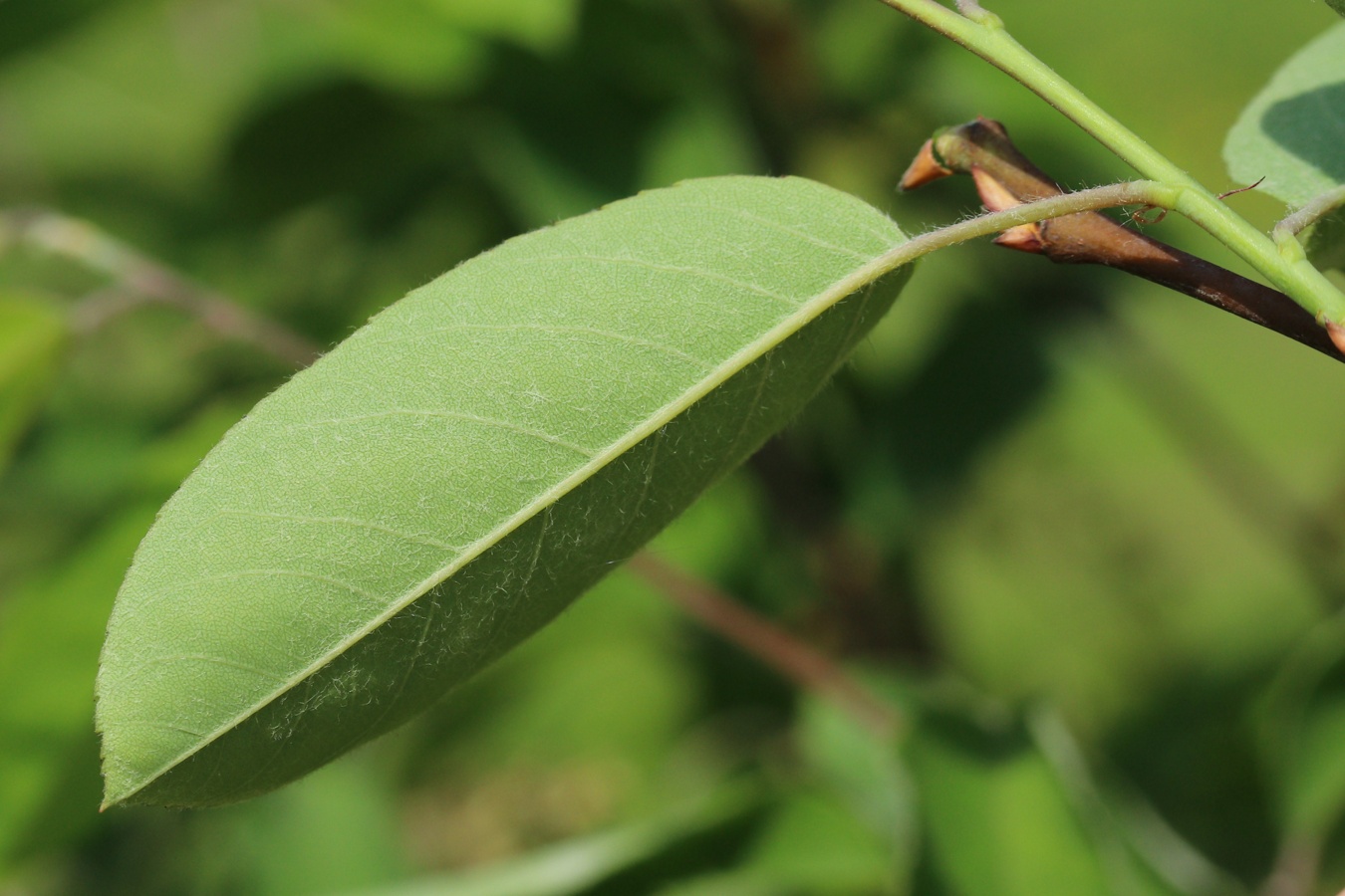 Изображение особи Amelanchier canadensis.