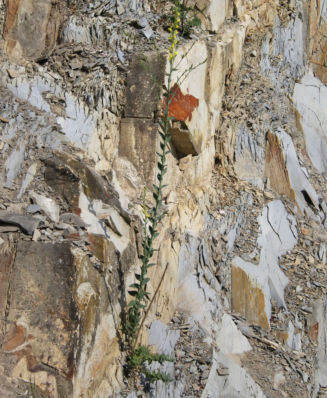 Image of Linaria genistifolia specimen.