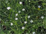 Stellaria graminea