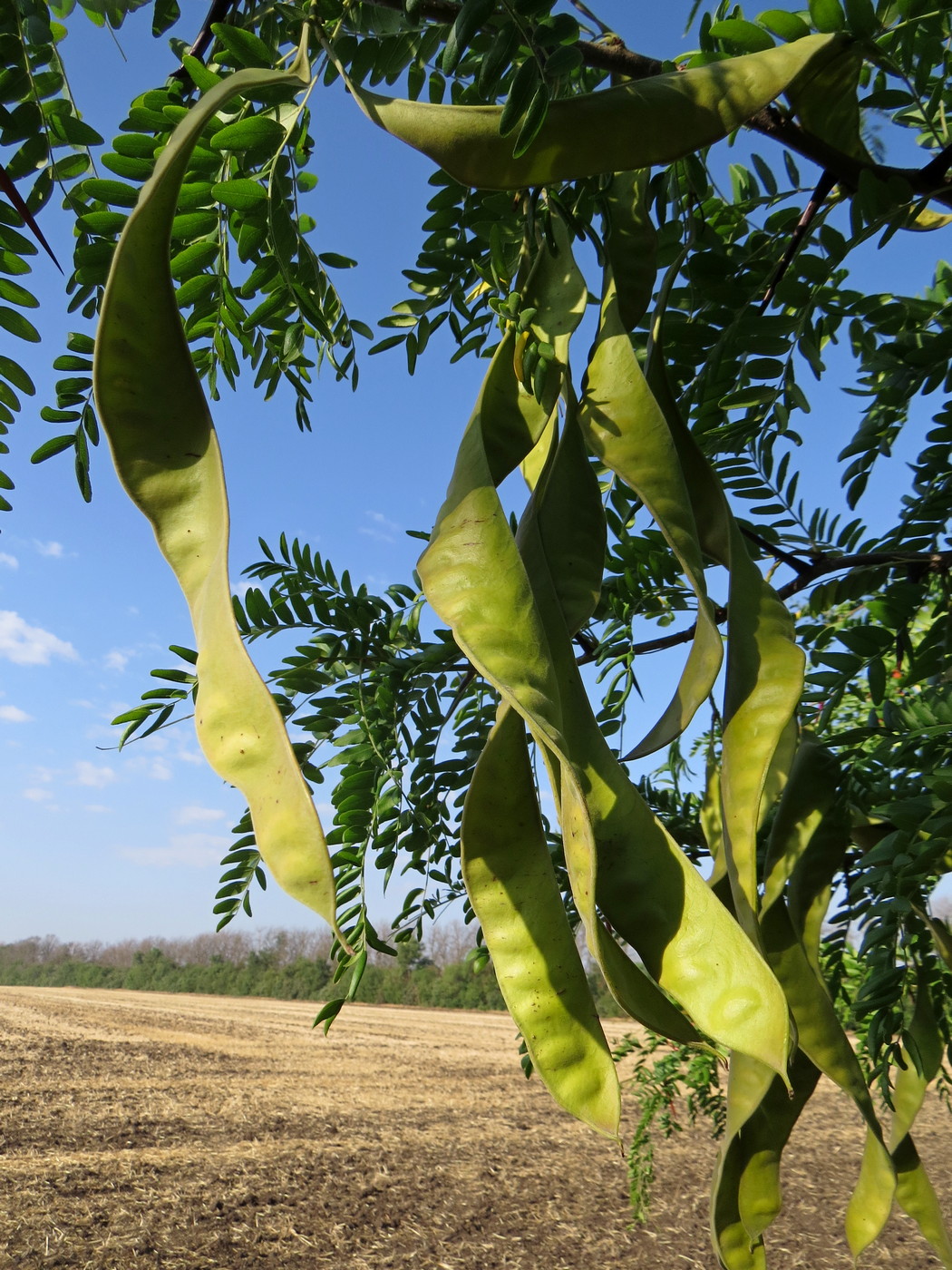 Изображение особи Gleditsia triacanthos.
