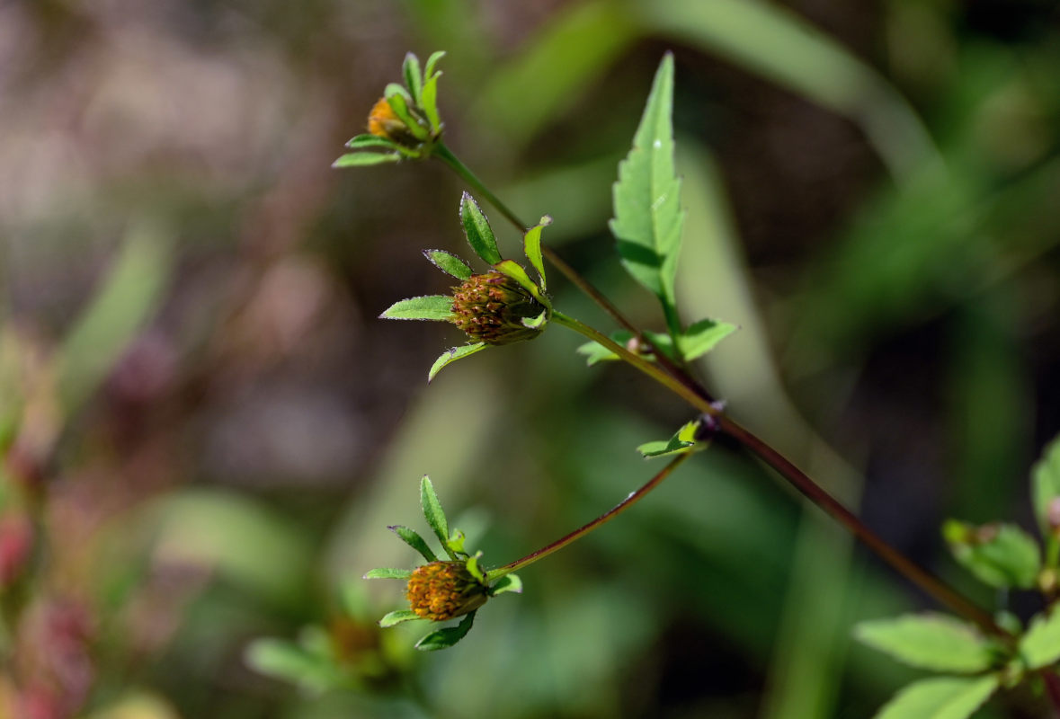 Image of Bidens frondosa specimen.