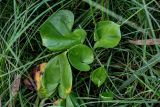 Calla palustris