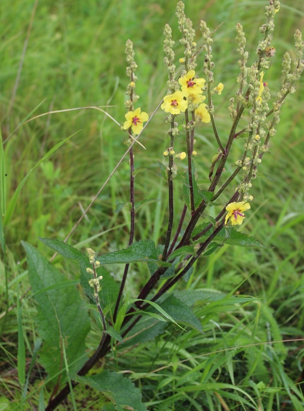 Изображение особи Verbascum marschallianum.
