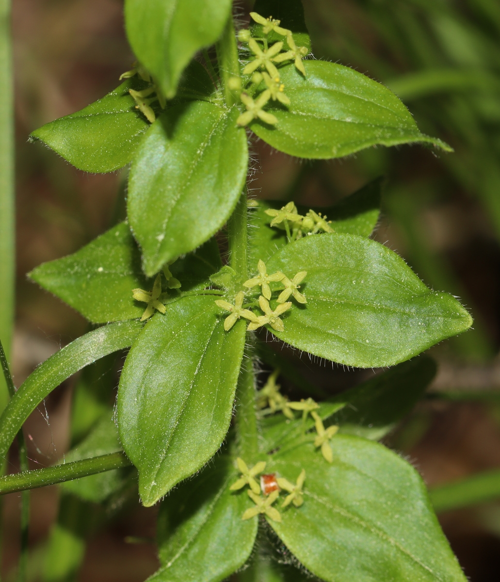 Image of Cruciata krylovii specimen.