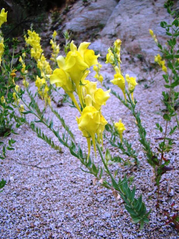 Image of Linaria grandiflora specimen.