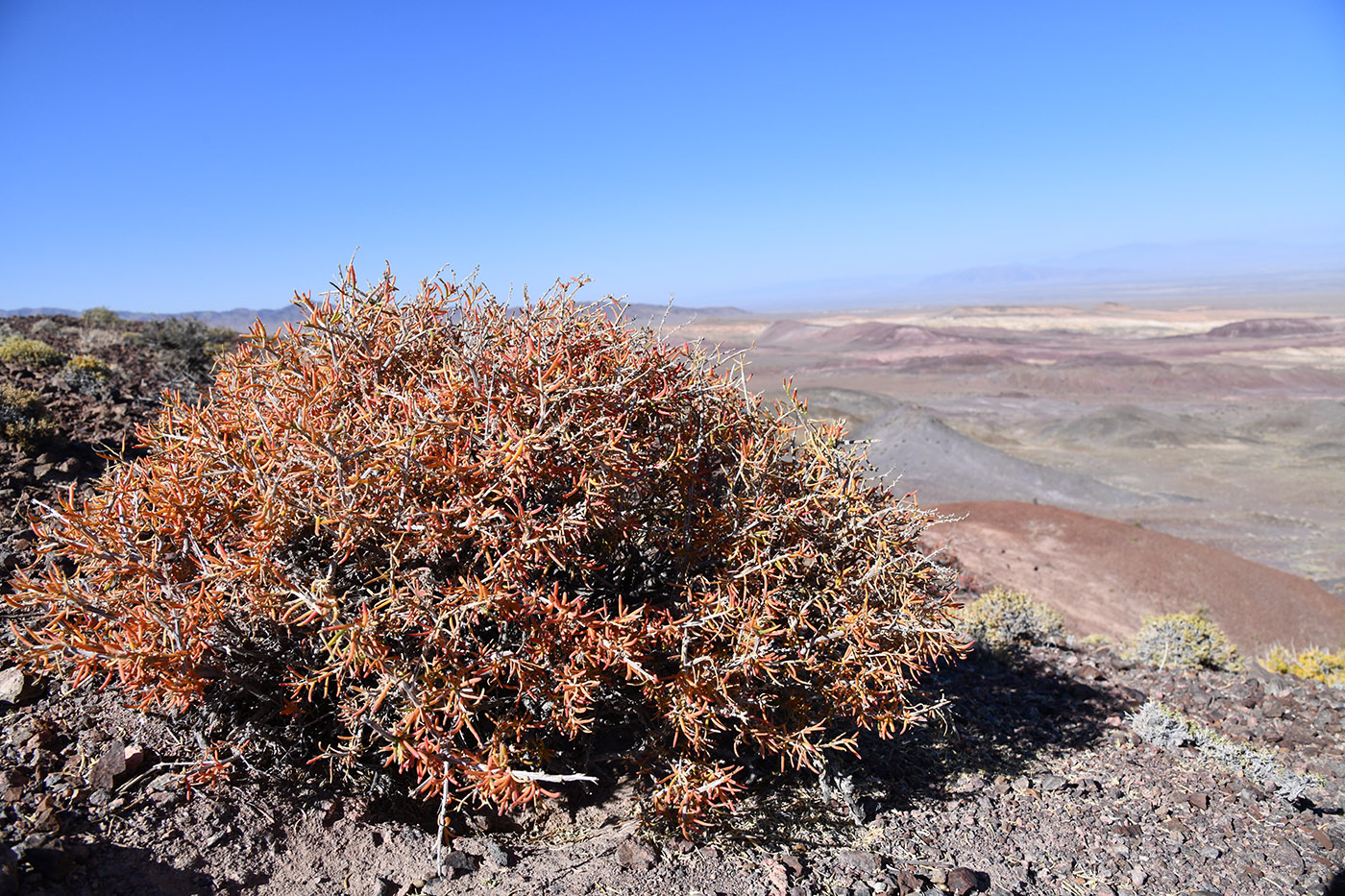 Изображение особи Salsola arbuscula.