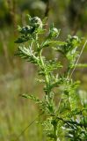 род Achillea
