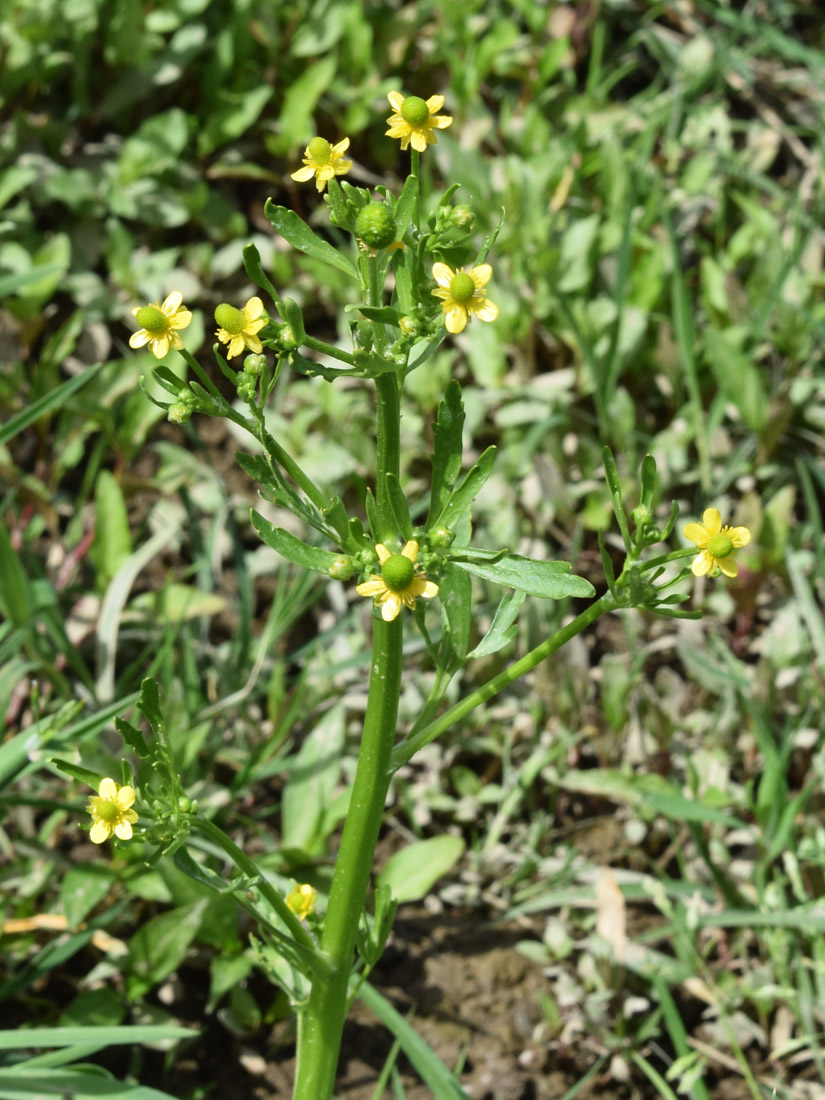 Изображение особи Ranunculus sceleratus.