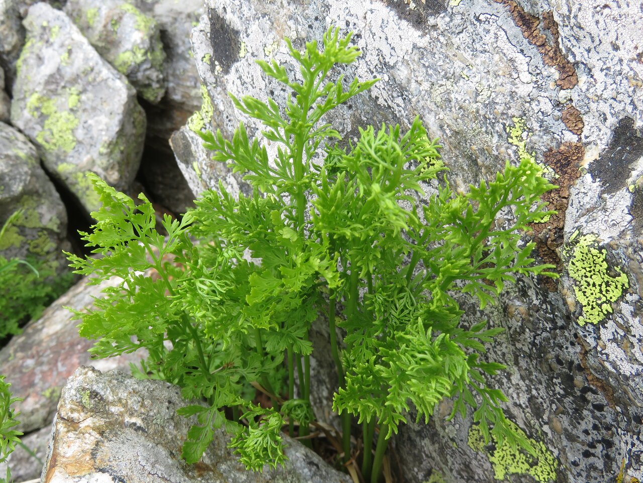 Image of Cryptogramma crispa specimen.