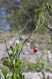 Lathyrus setifolius. Цветущее растение в сообществе с Jasminum fruticans. Крым, Севастополь, Байдарская дол., можжевеловое редколесье. 30.04.2025.