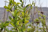 Berberis amurensis. Веточки с остатками прошлогодних соплодий. Приморский край, Шкотовский р-н, окр. пос. Подъяпольск, вершина сопки, скала. 03.05.2025.