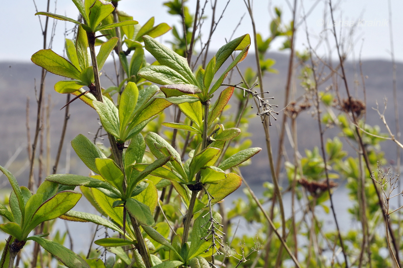 Image of Berberis amurensis specimen.