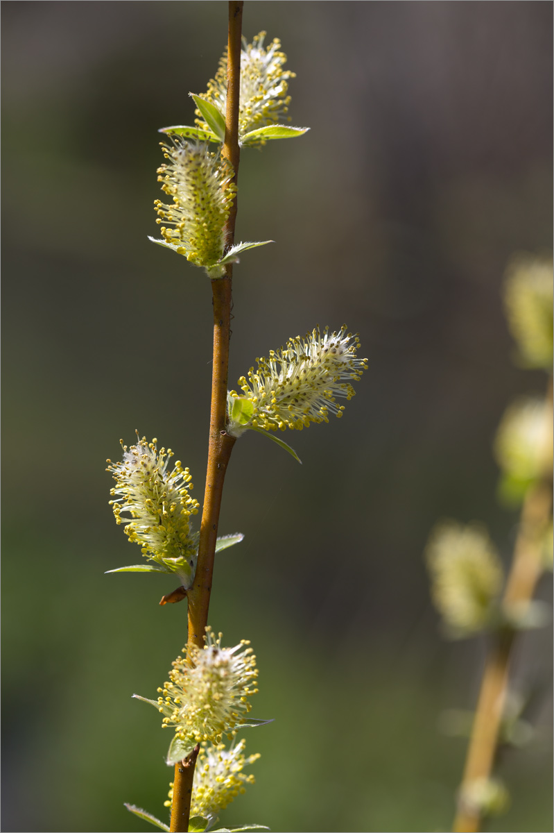 Image of genus Salix specimen.