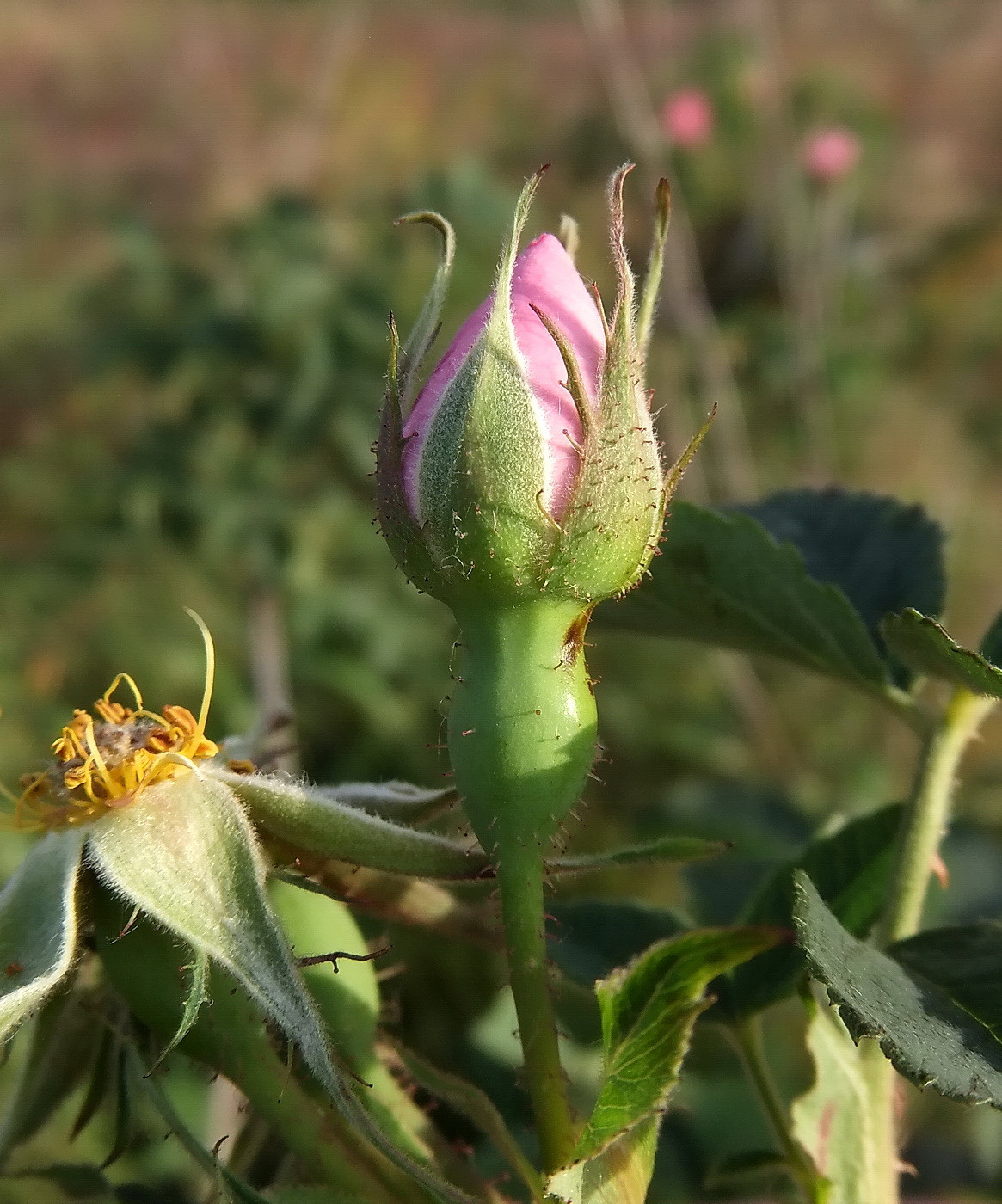 Image of genus Rosa specimen.