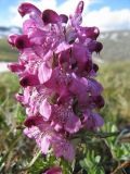 Pedicularis albolabiata. Соцветие. Коми, Интинский р-н, Приполярный Урал, хр. Малдынырд, водораздел руч. Алькесвож и р. Балбанью, влажная мочажина. 05.07.2010.