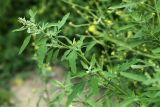 View full-size image Chenopodium ficifolium