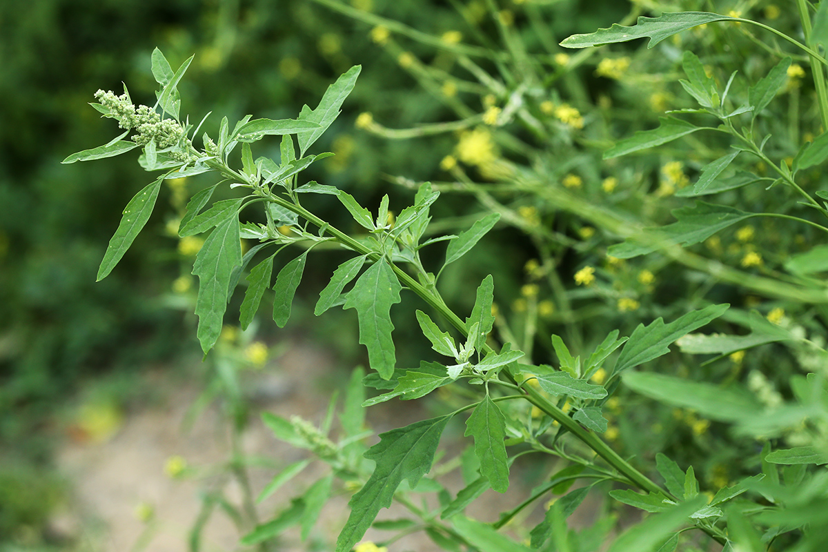 Image of Chenopodium ficifolium specimen.