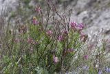 Astragalus brachylobus