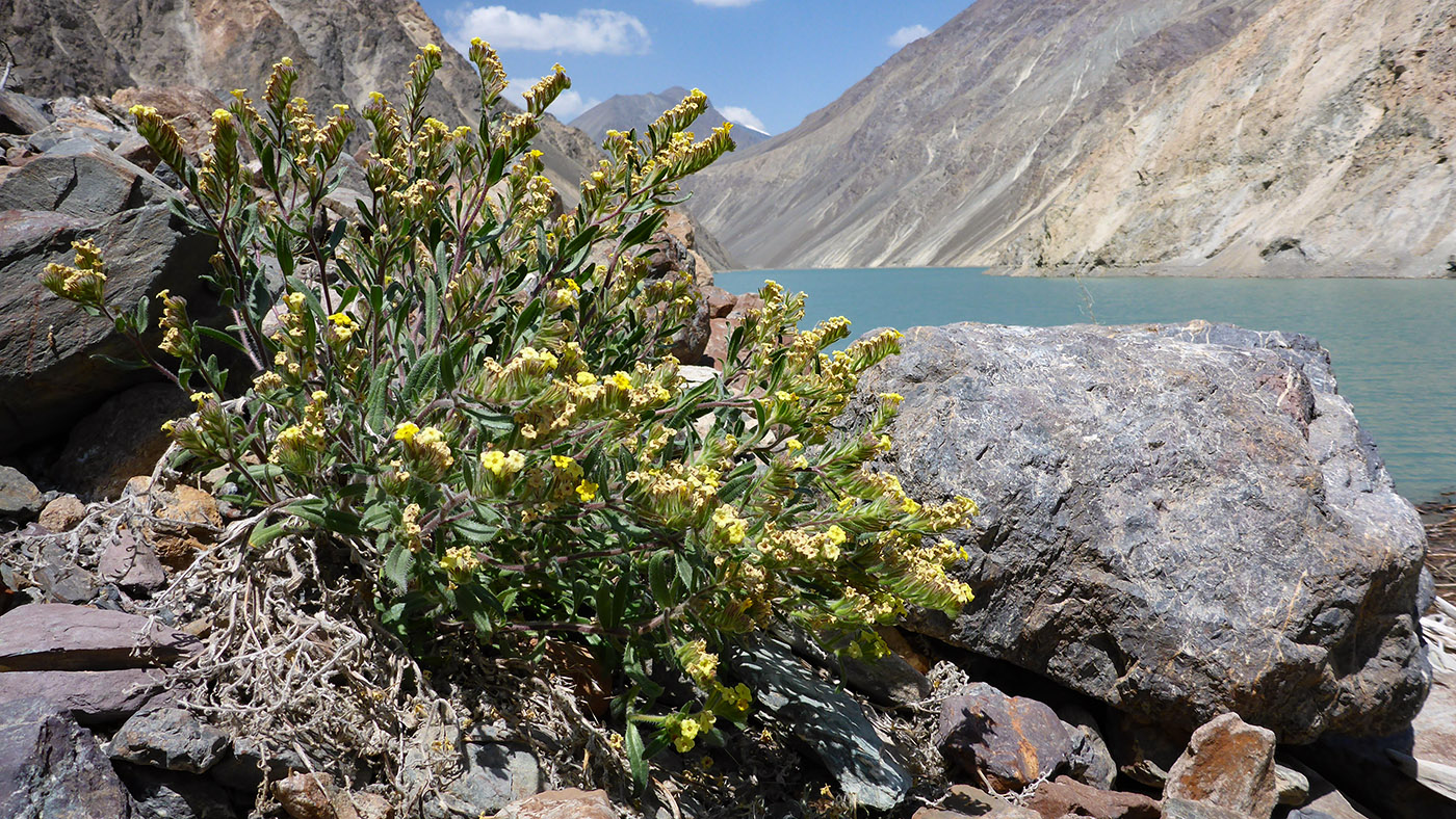 Image of Arnebia tibetana specimen.