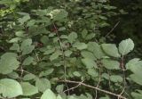 Lonicera xylosteum