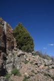 Juniperus polycarpos. Крона взрослого растения. Турция, ил Ван, р-н Битлис, С-В участок борта кальдеры Немрут, нижняя часть склона. 21 мая 2025 г.