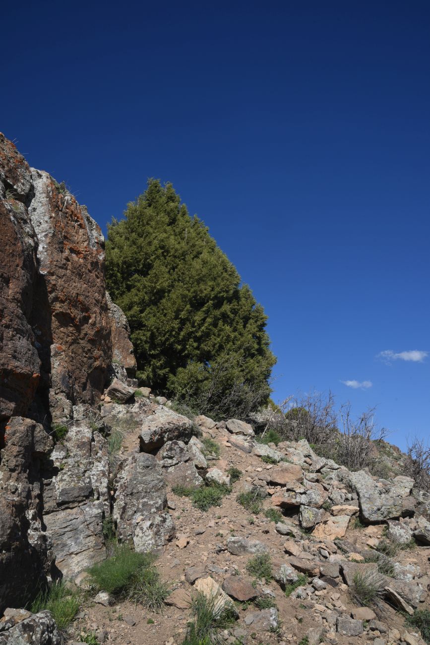 Image of Juniperus polycarpos specimen.