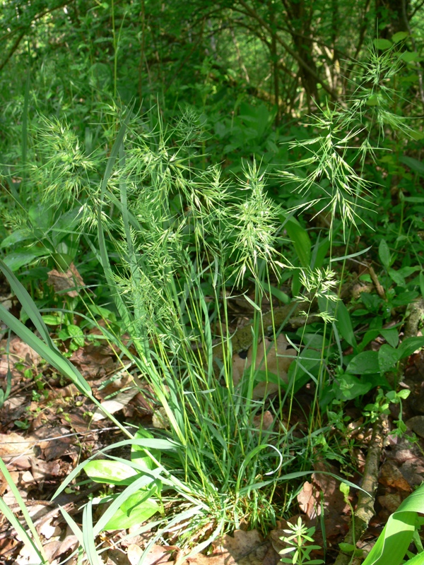 Image of Poa bulbosa ssp. vivipara specimen.