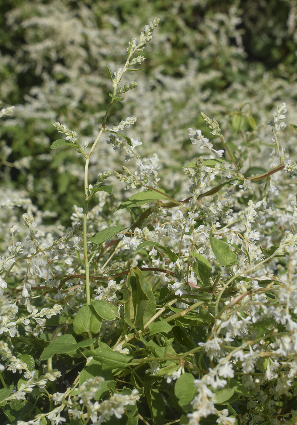 Image of Fallopia baldschuanica specimen.